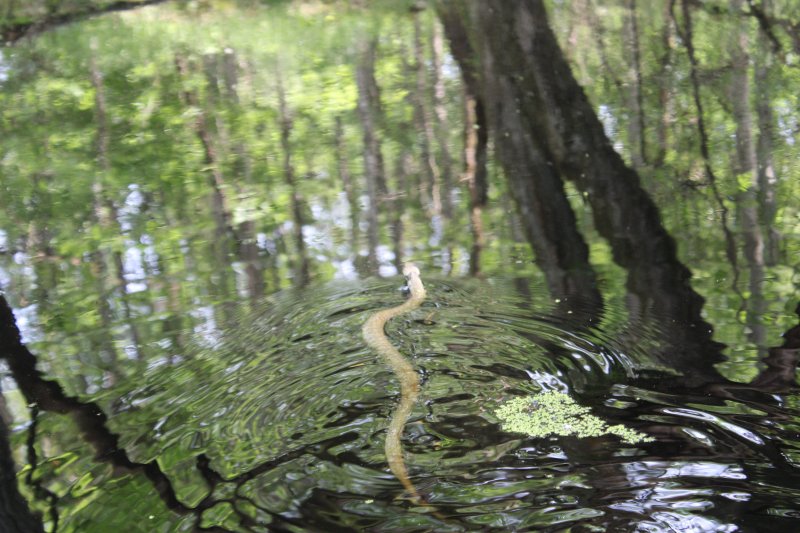 COULEUVRE A COLLIER. Baignade. ARSÈNE CHENUE